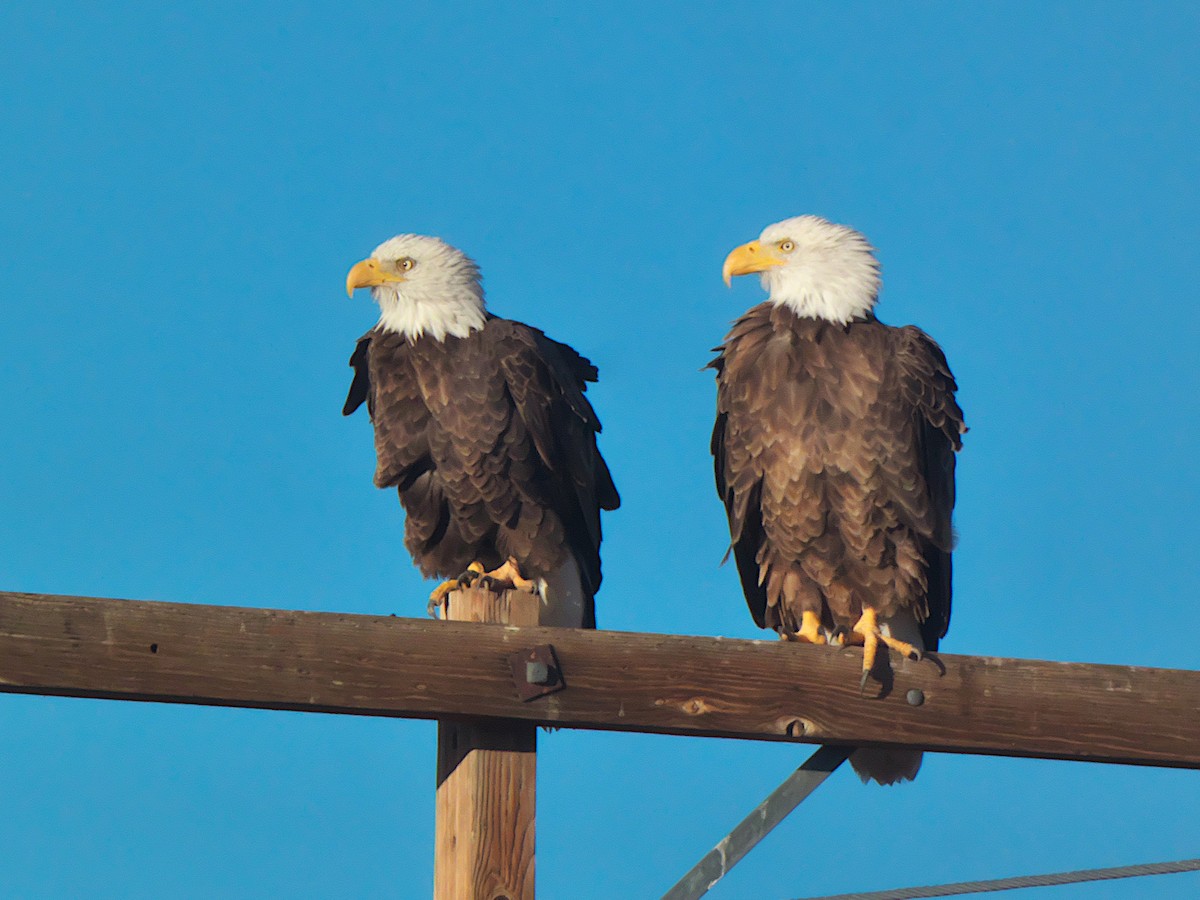 Bald Eagle - ML645633178