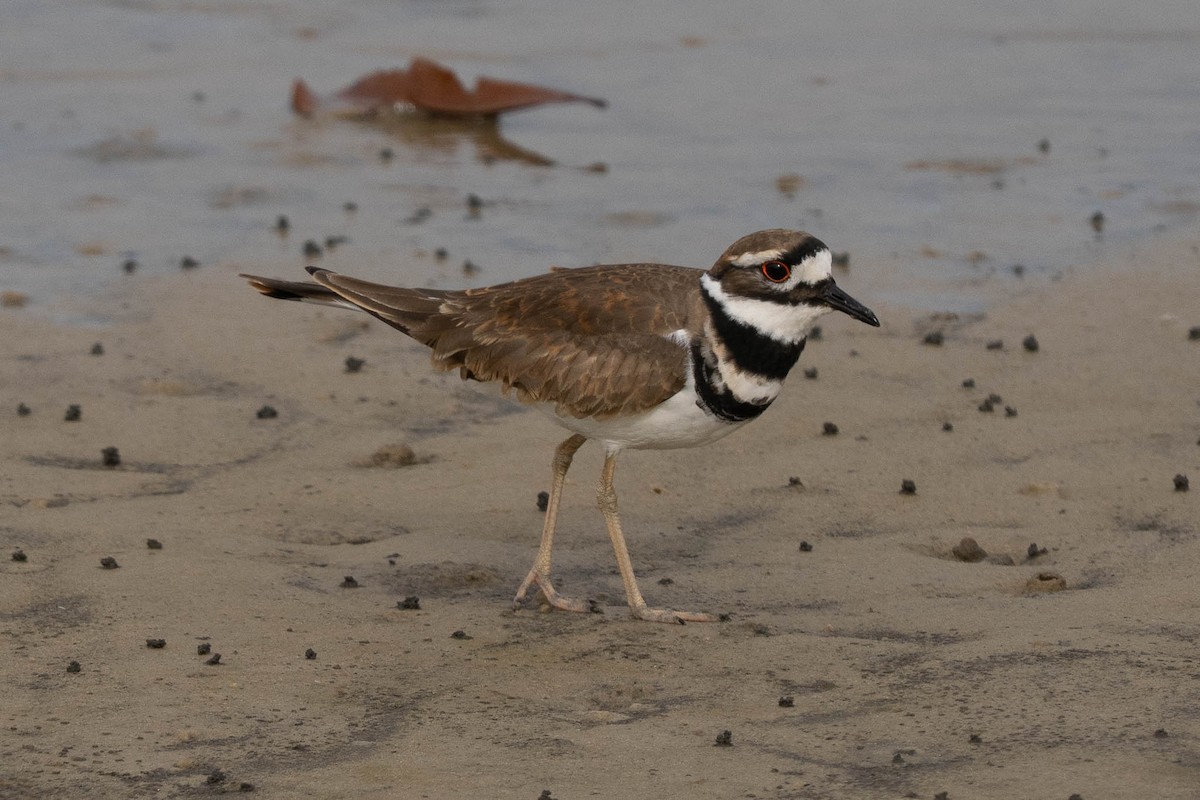 Killdeer - ML645633179