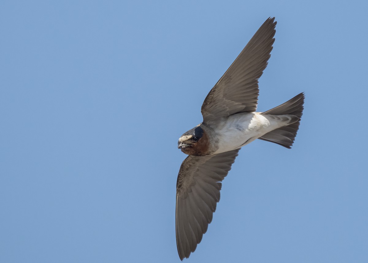 סנונית אמריקנית - ML645633181