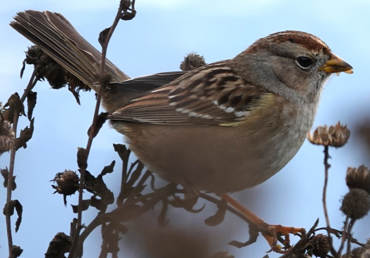 White-crowned Sparrow - ML645633184