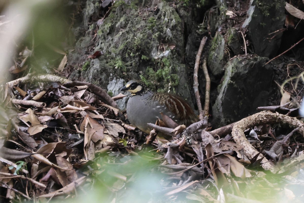 Taiwan Partridge - ML645633189