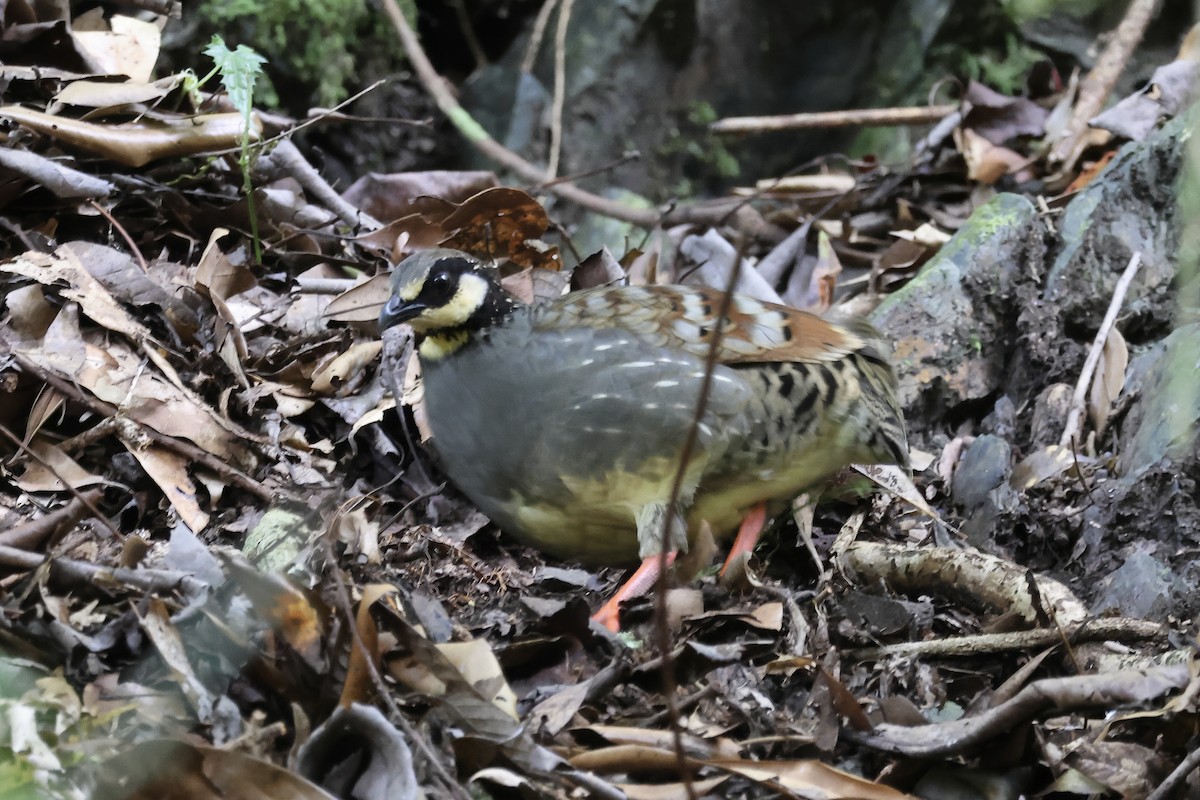 Taiwan Partridge - ML645633190
