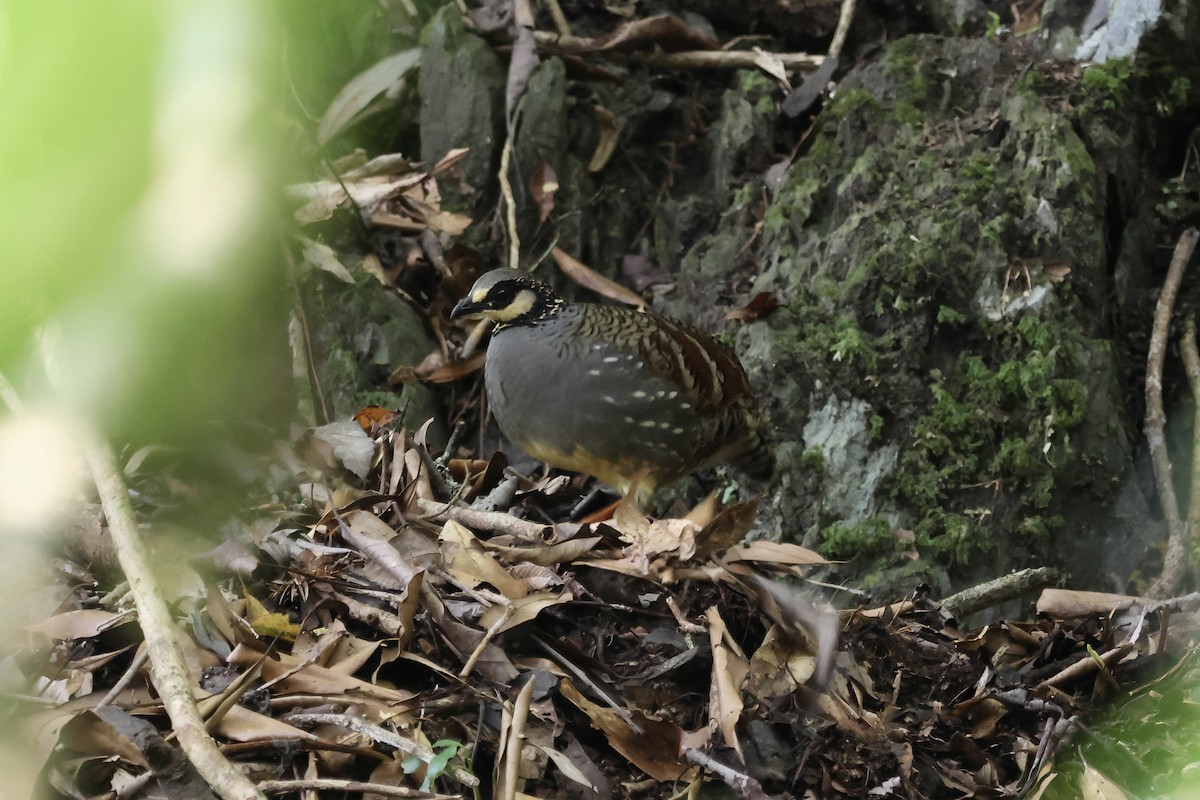 Taiwan Partridge - ML645633191