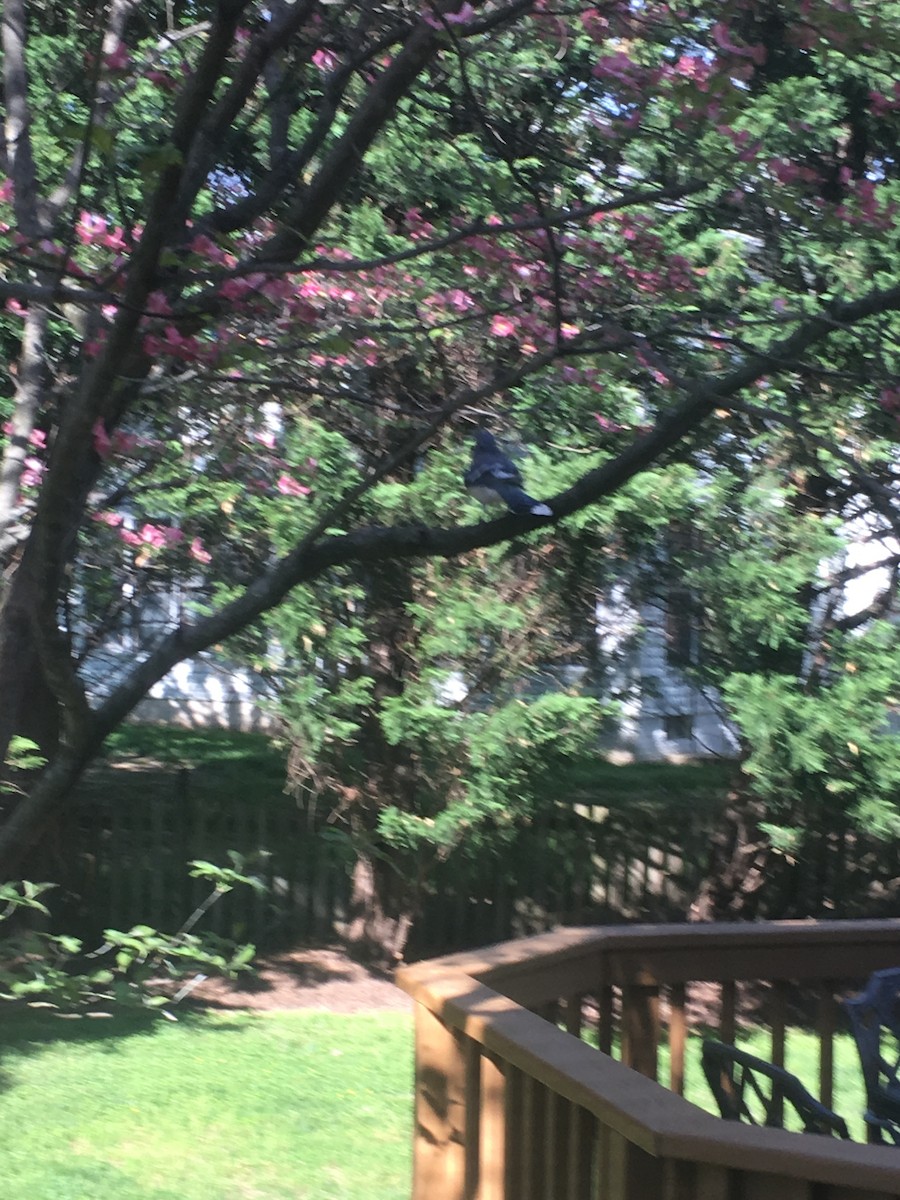 アオカケス - ML645633192