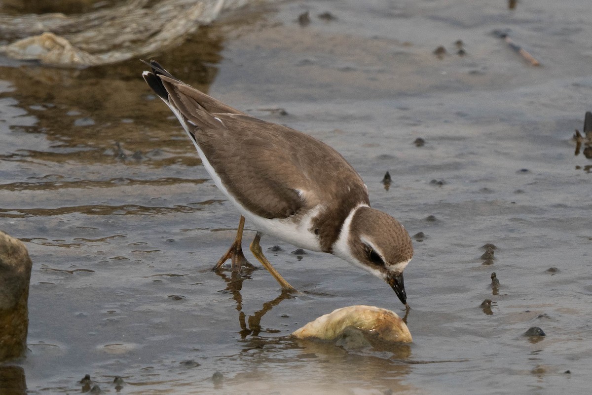 Semipalmated Plover - ML645633196
