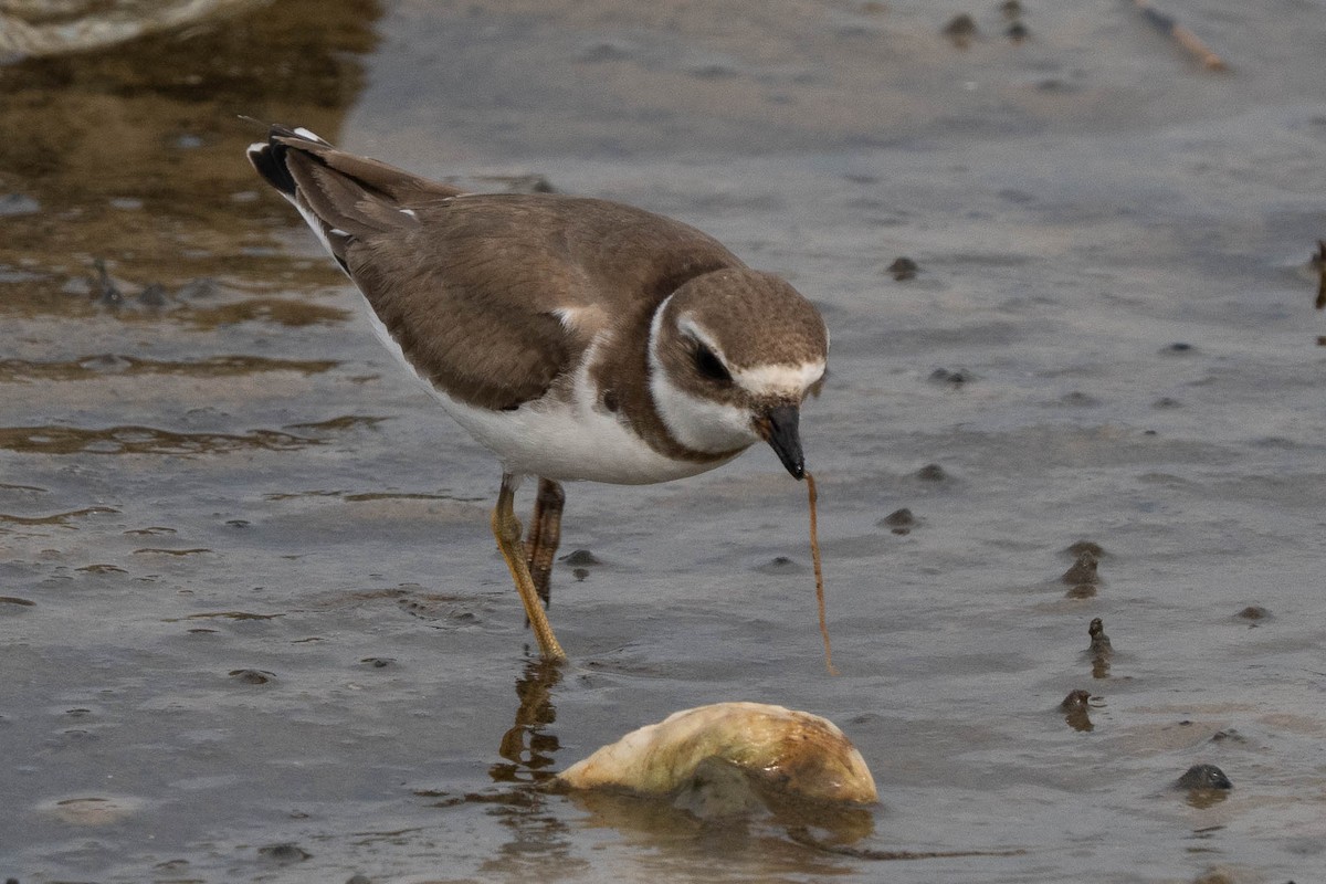 Semipalmated Plover - ML645633197
