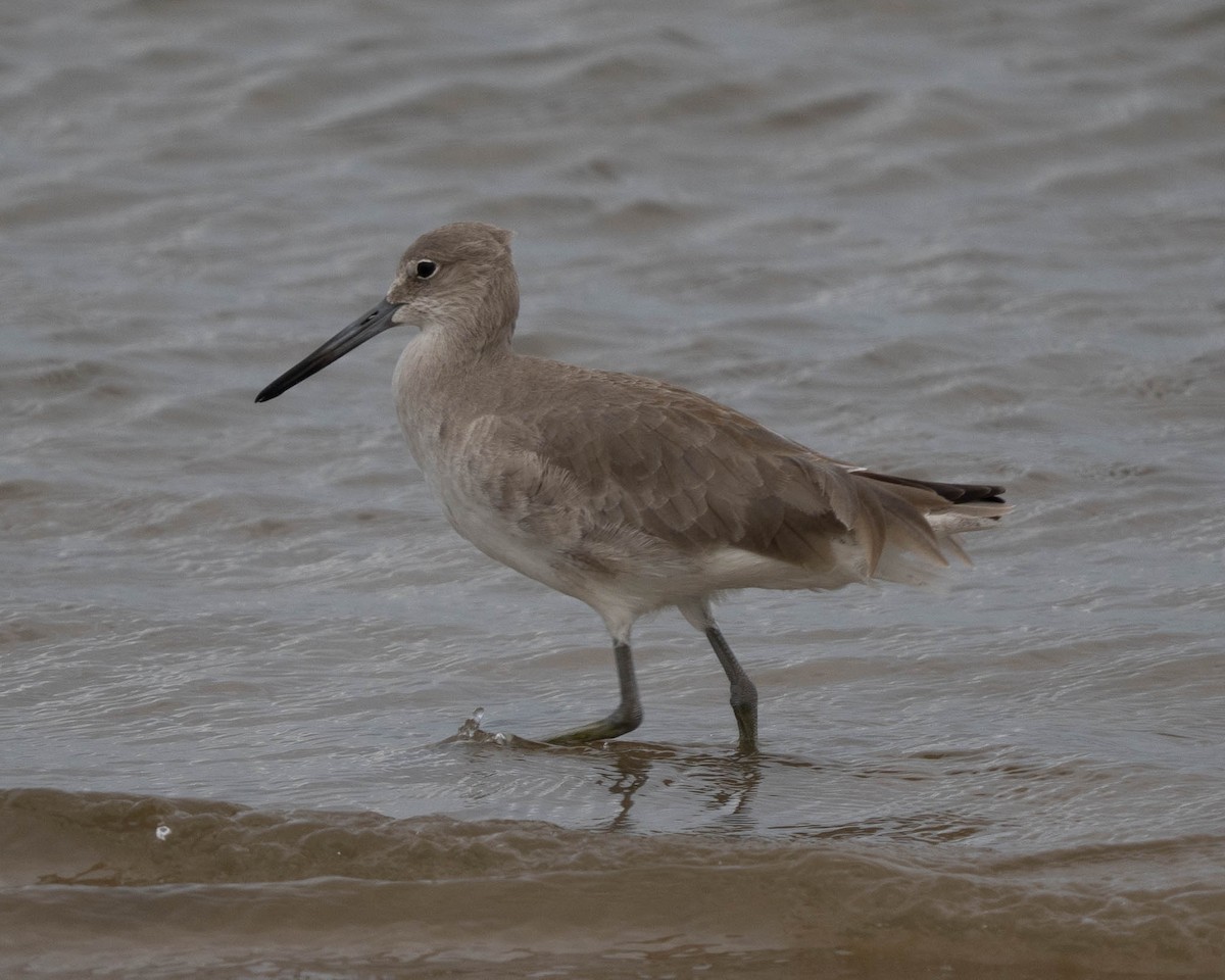 Willet - ML645633198