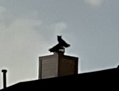 Great Horned Owl - ML645633211