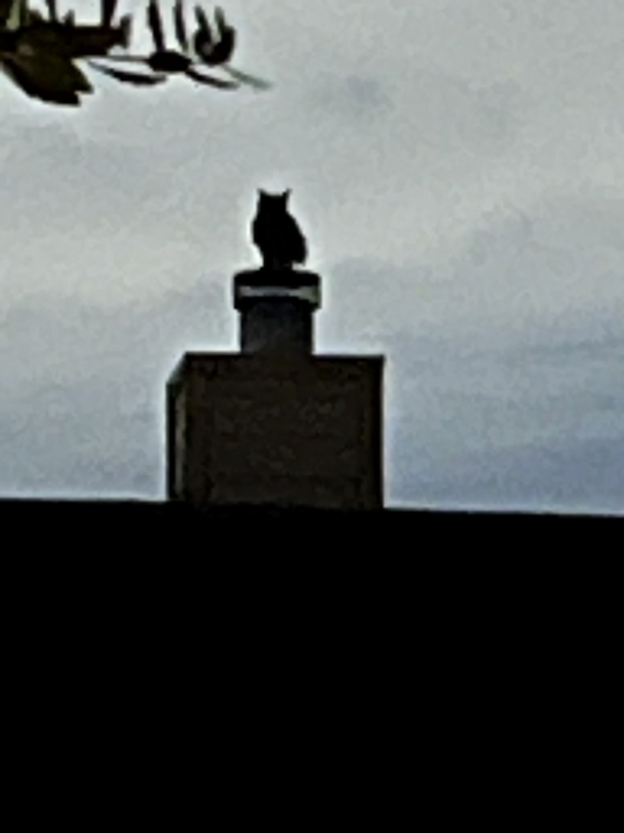 Great Horned Owl - ML645633212