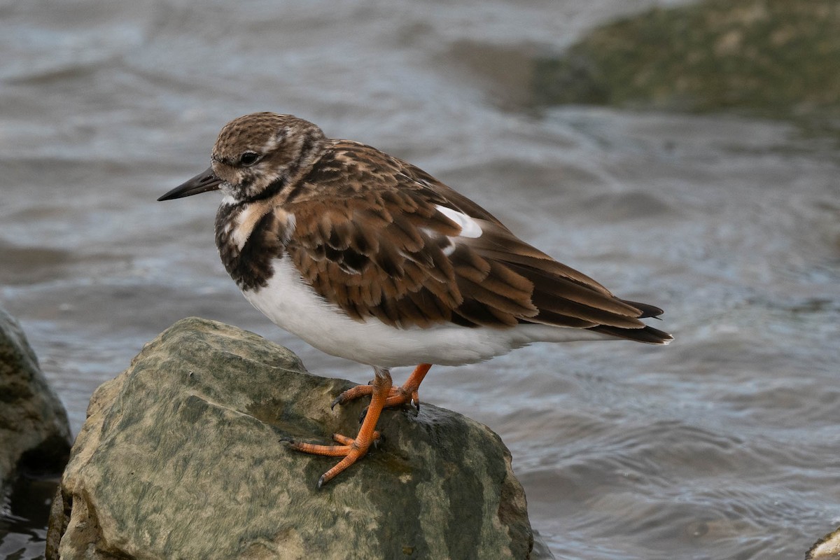 Ruddy Turnstone - ML645633219