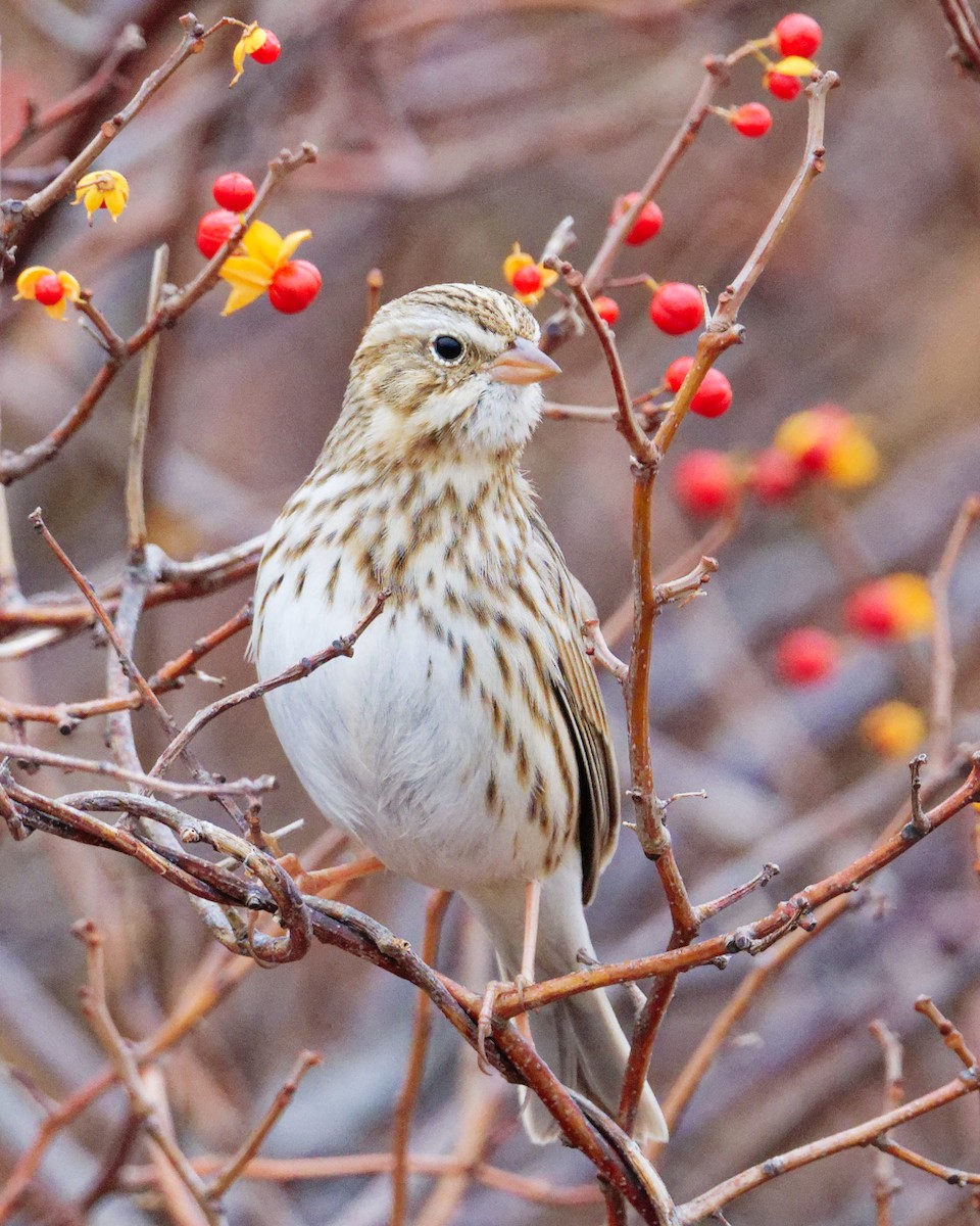 Savannah Sparrow (Ipswich) - ML645633220
