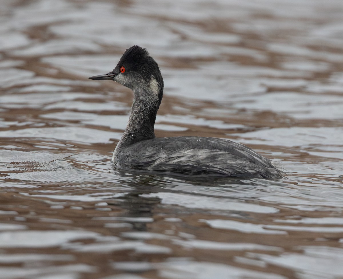 Schwarzhalstaucher - ML645633225