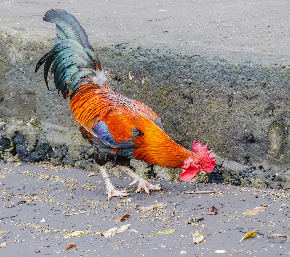 セキショクヤケイ（家畜） - ML645633227