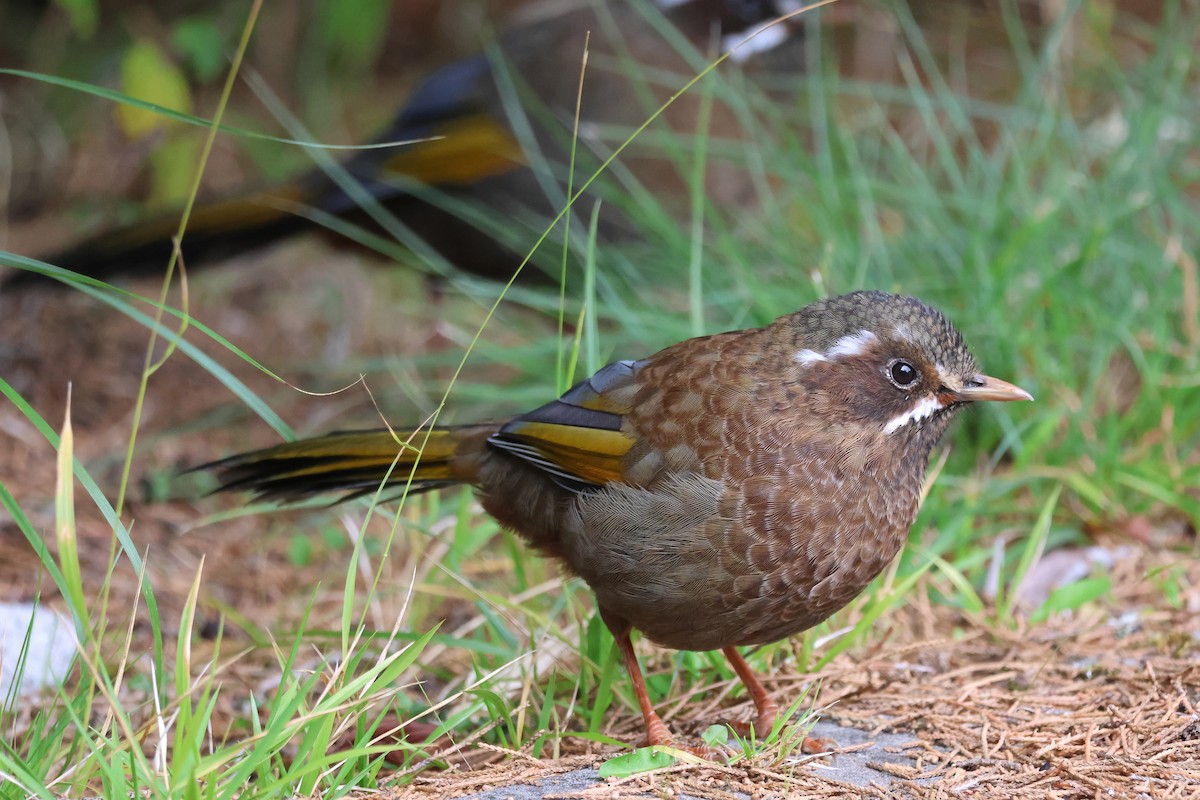White-whiskered Laughingthrush - ML645633228
