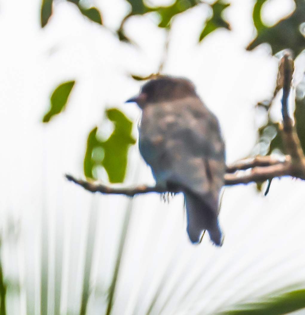 ブッポウソウ - ML645633237