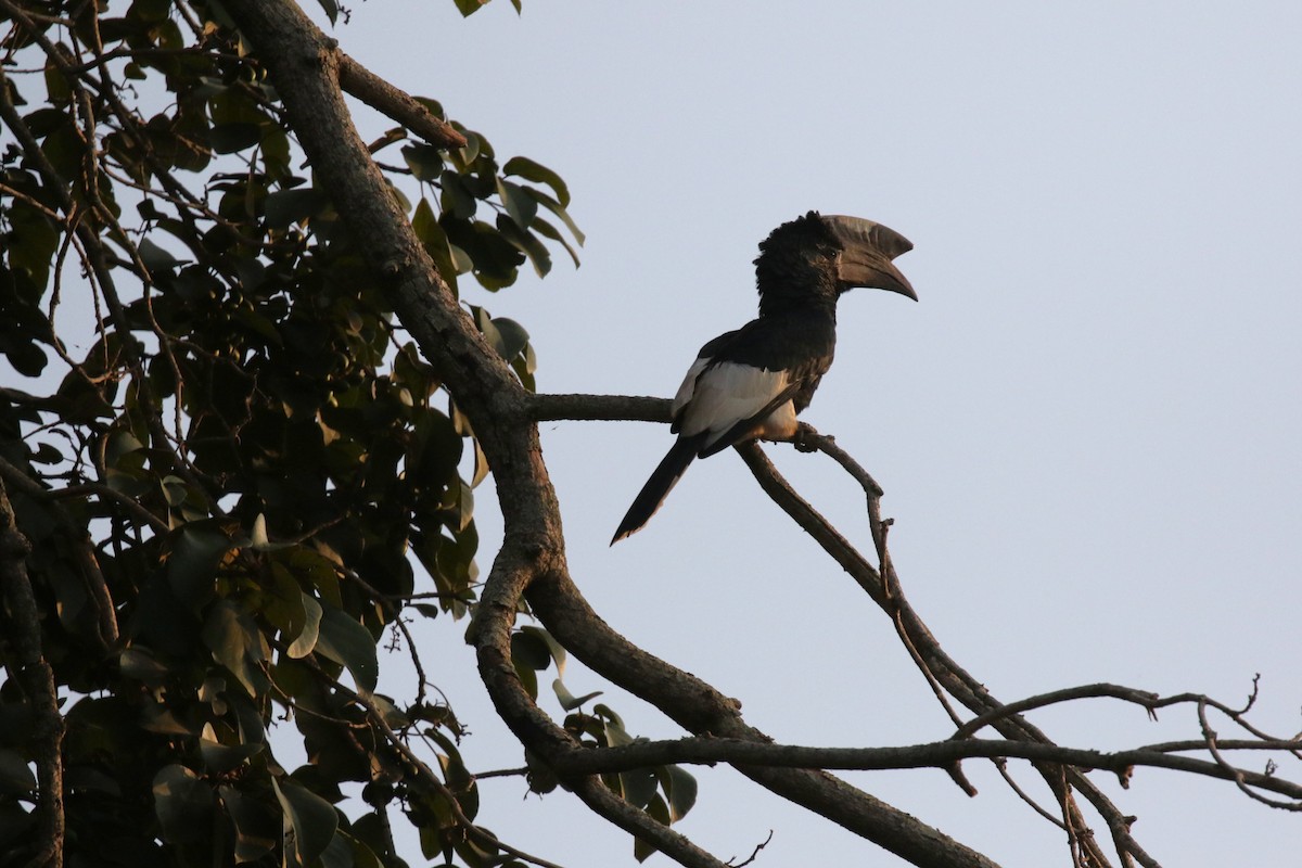 Black-and-white-casqued Hornbill - ML645633240