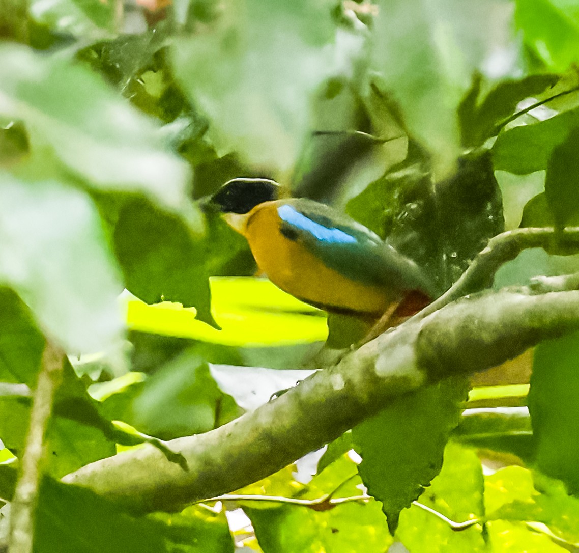 バンダカイノドグロヤイロチョウ - ML645633242