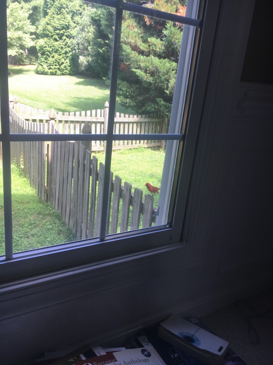 ショウジョウコウカンチョウ - ML645633244