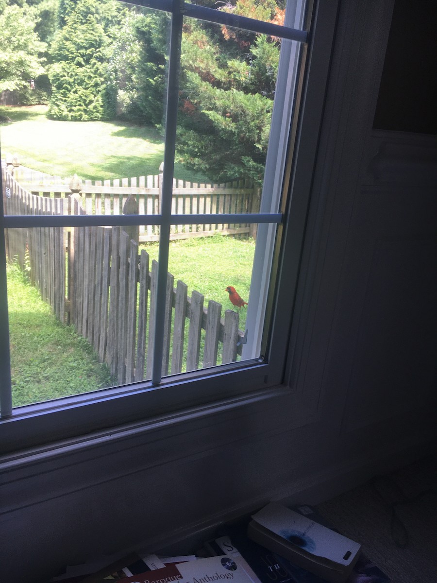 ショウジョウコウカンチョウ - ML645633245