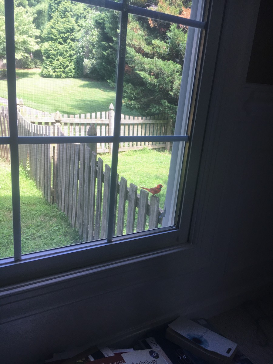 ショウジョウコウカンチョウ - ML645633246