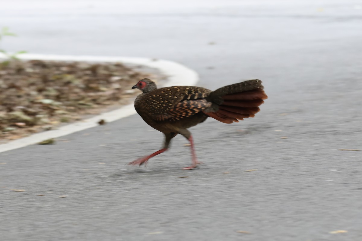 Swinhoe's Pheasant - ML645633247