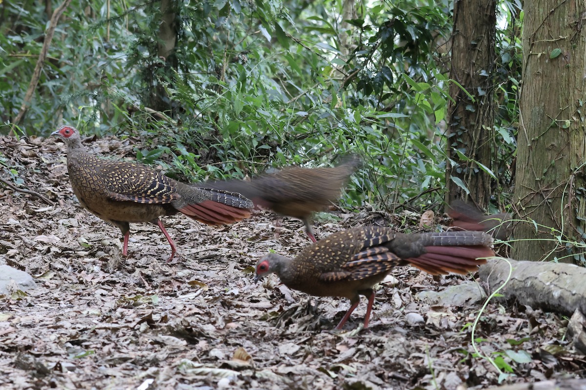 Swinhoe's Pheasant - ML645633248