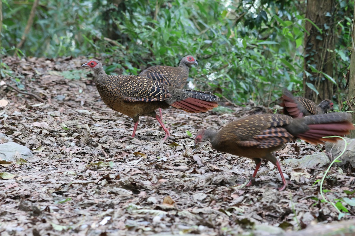 Swinhoe's Pheasant - ML645633251