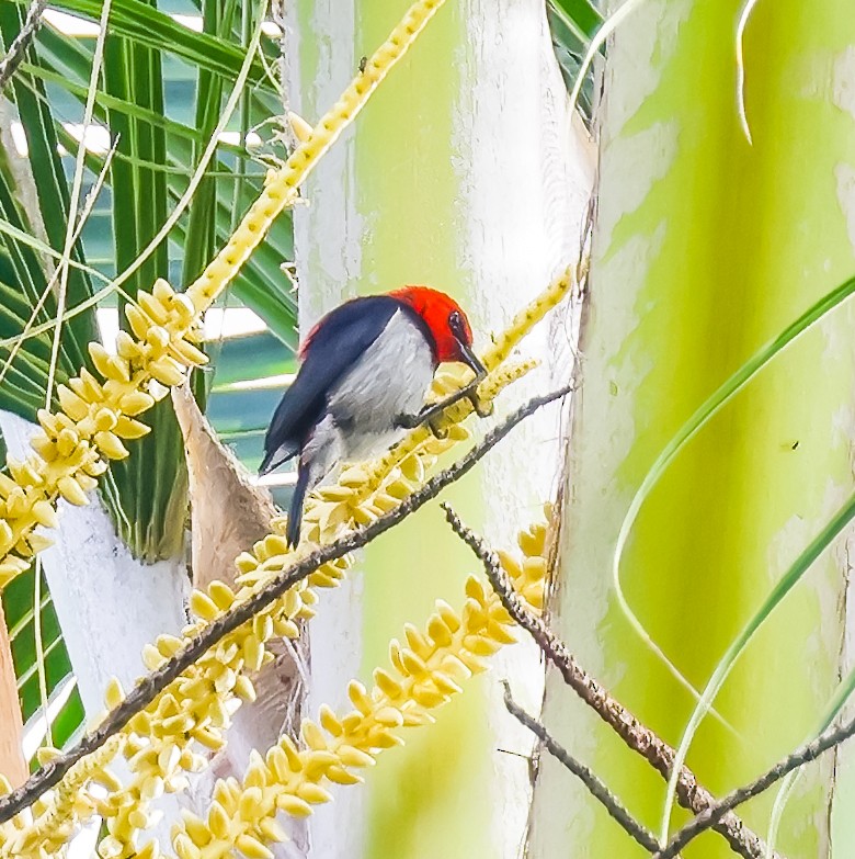 バンダミツスイ - ML645633252