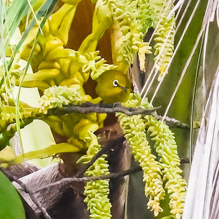 マングローブメジロ - ML645633258