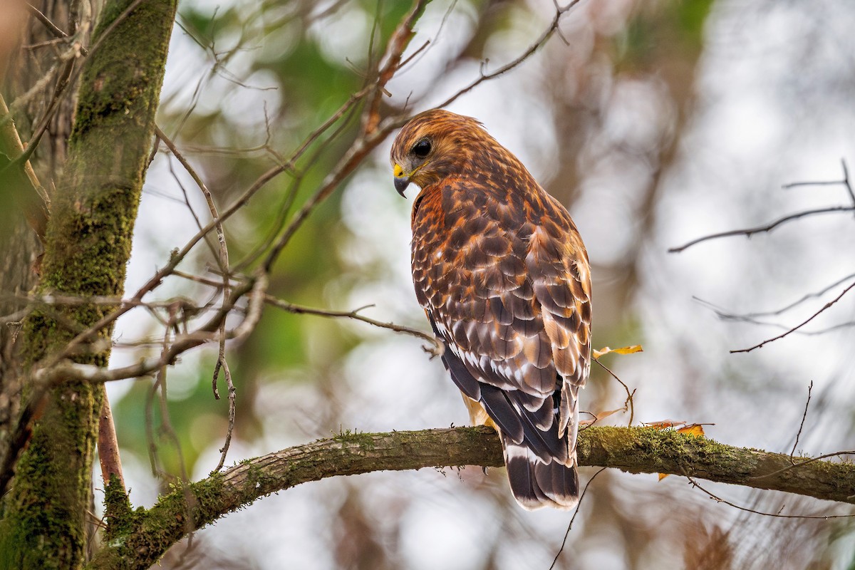 Red-shouldered Hawk - ML645633260