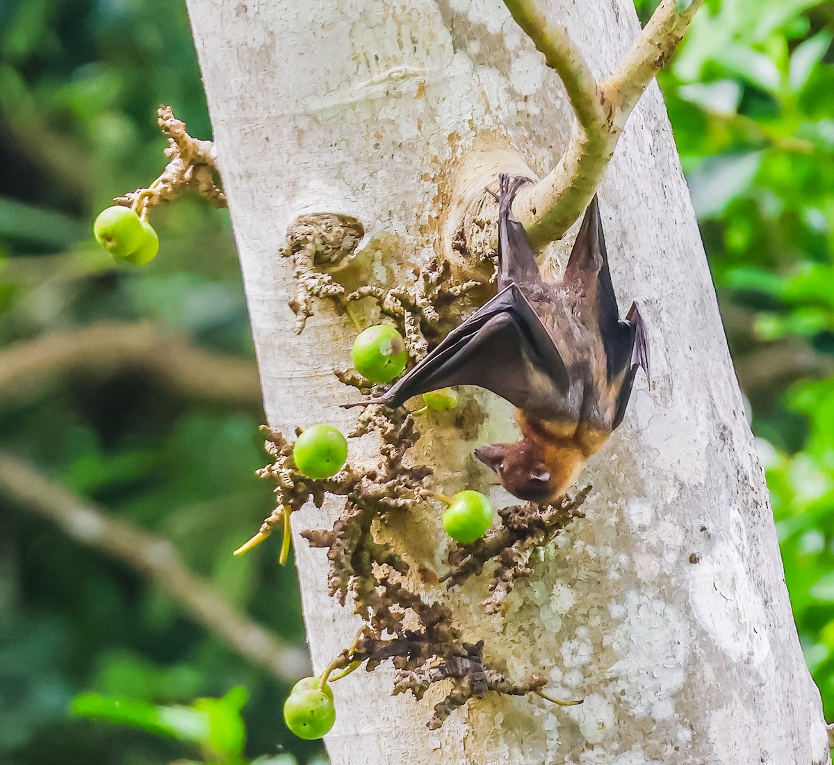 オオコウモリ科 - ML645633263