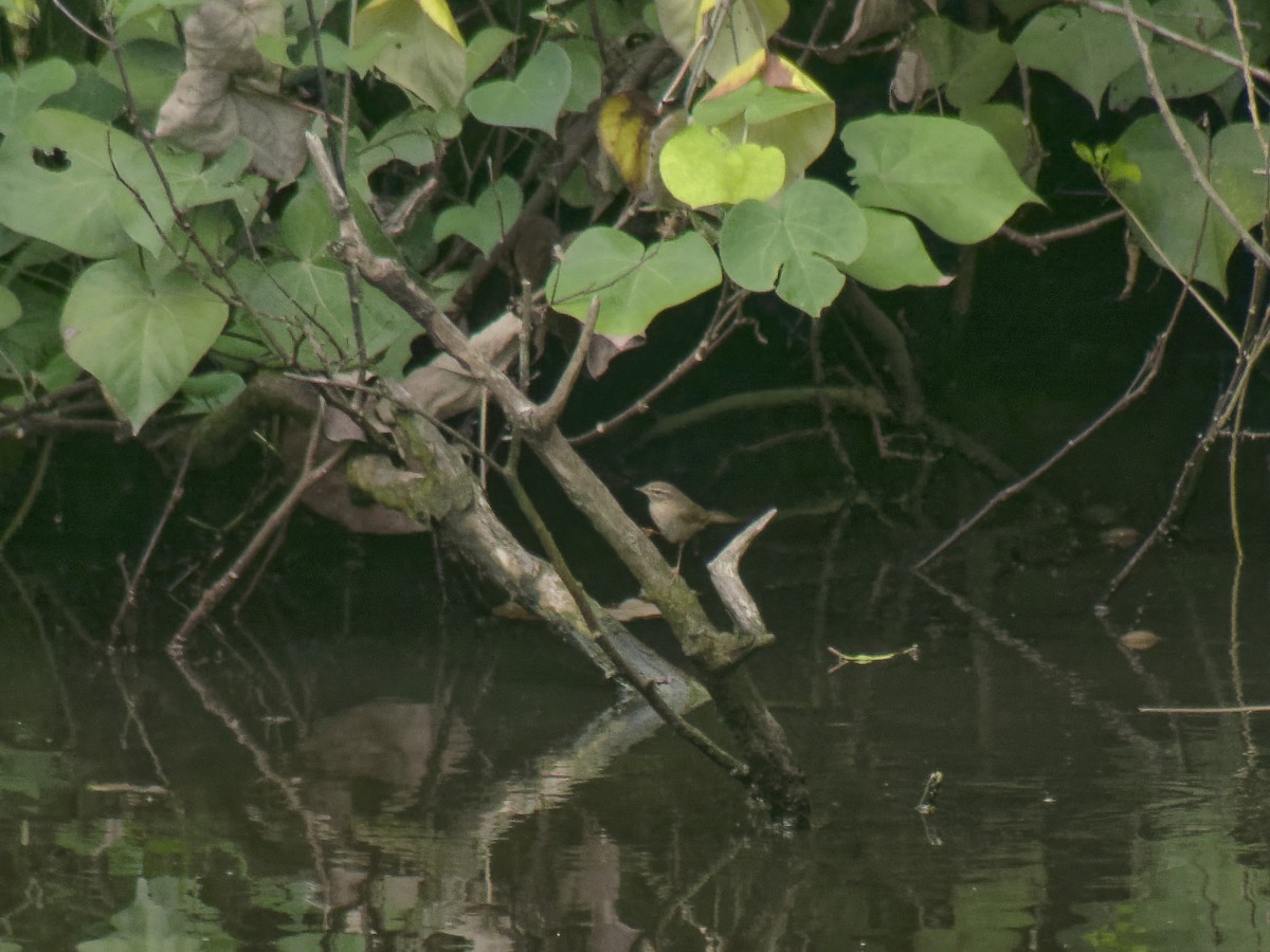 עלווית כהה - ML645633264