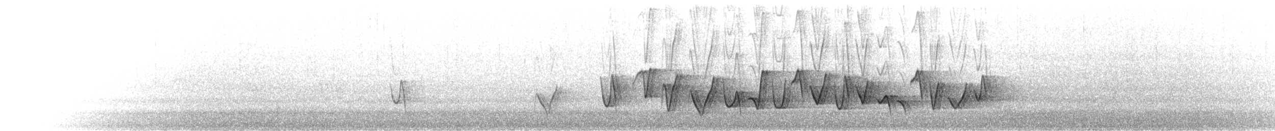 Schlichtmantel-Dickkopf - ML645633267