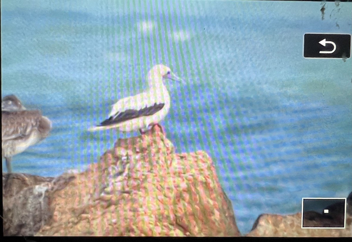 Red-footed Booby - ML645633272