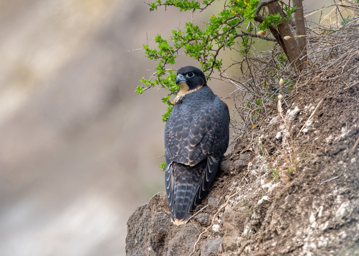 sokol stěhovavý - ML645633276