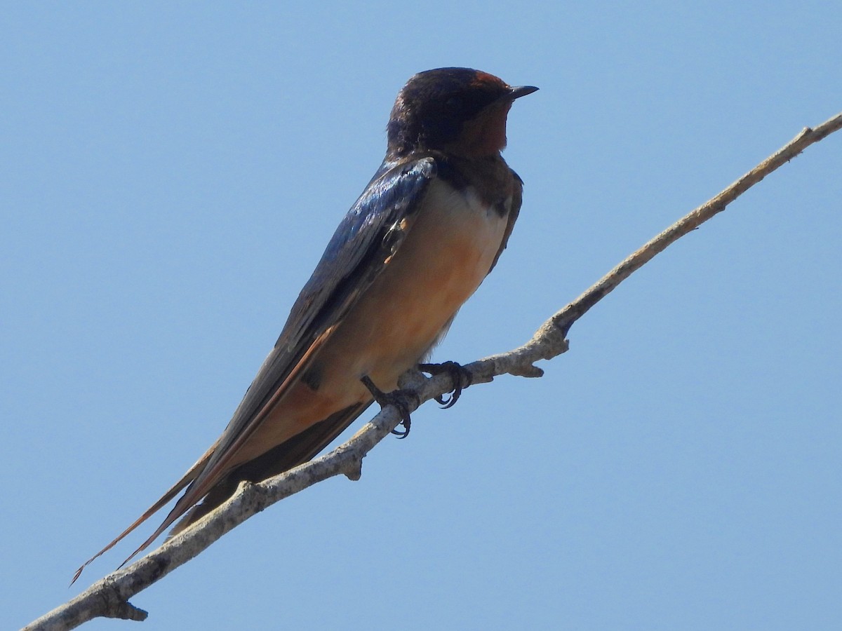 Ластівка сільська - ML645633291