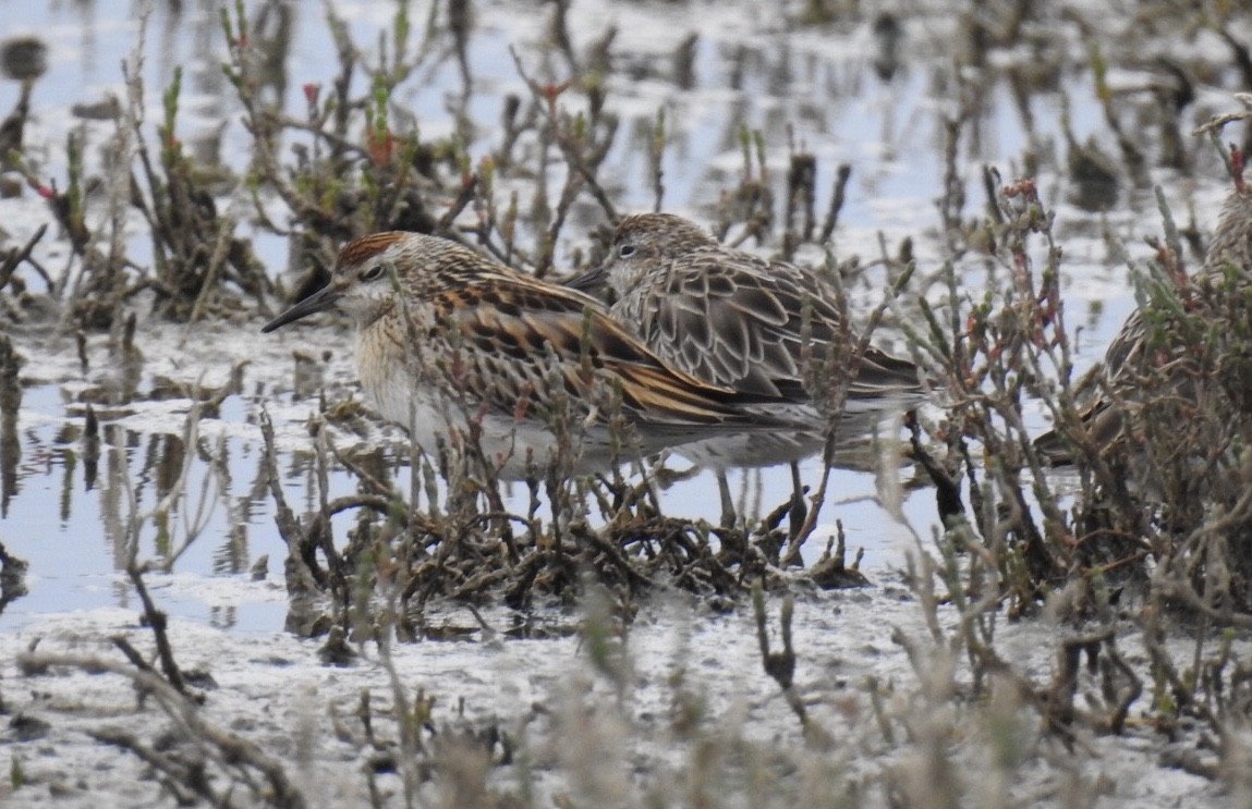 Sharp-tailed Sandpiper - ML645633292