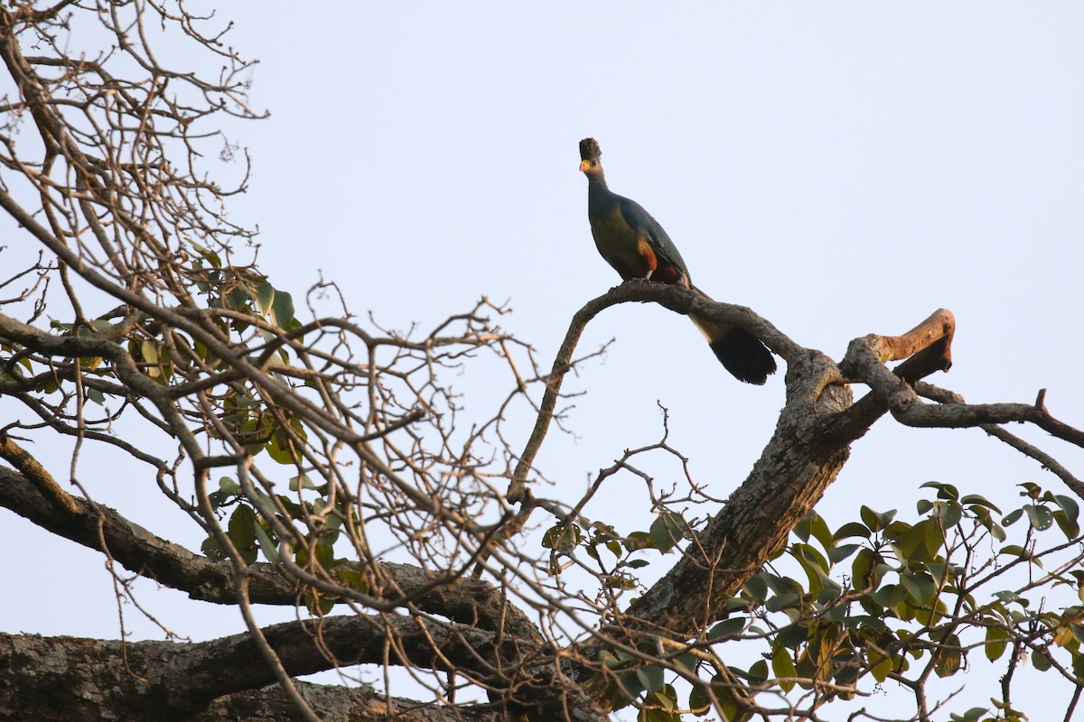 turako velký - ML645633293