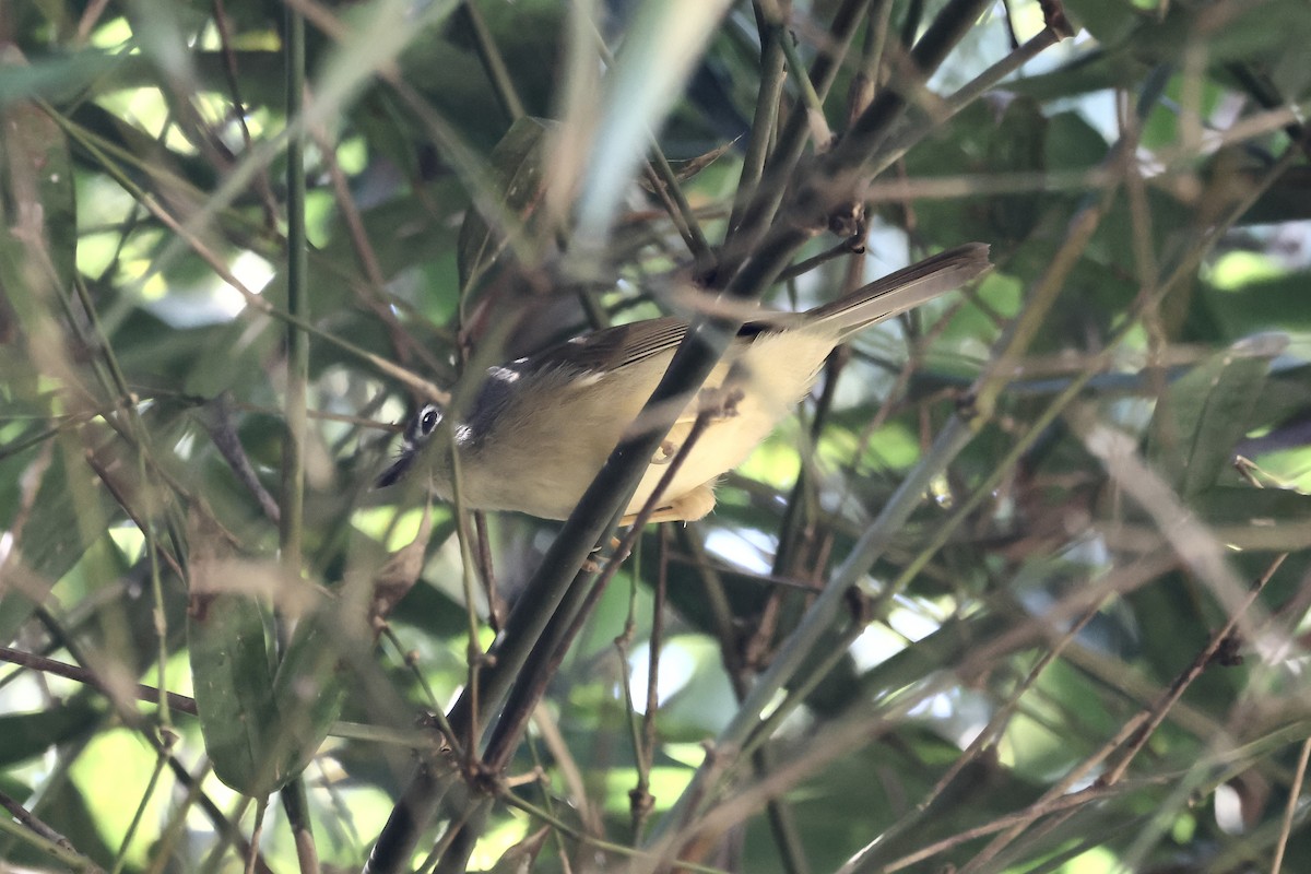 メジロチメドリ - ML645633305