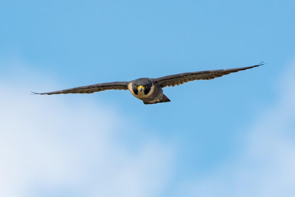 sokol stěhovavý - ML645633307