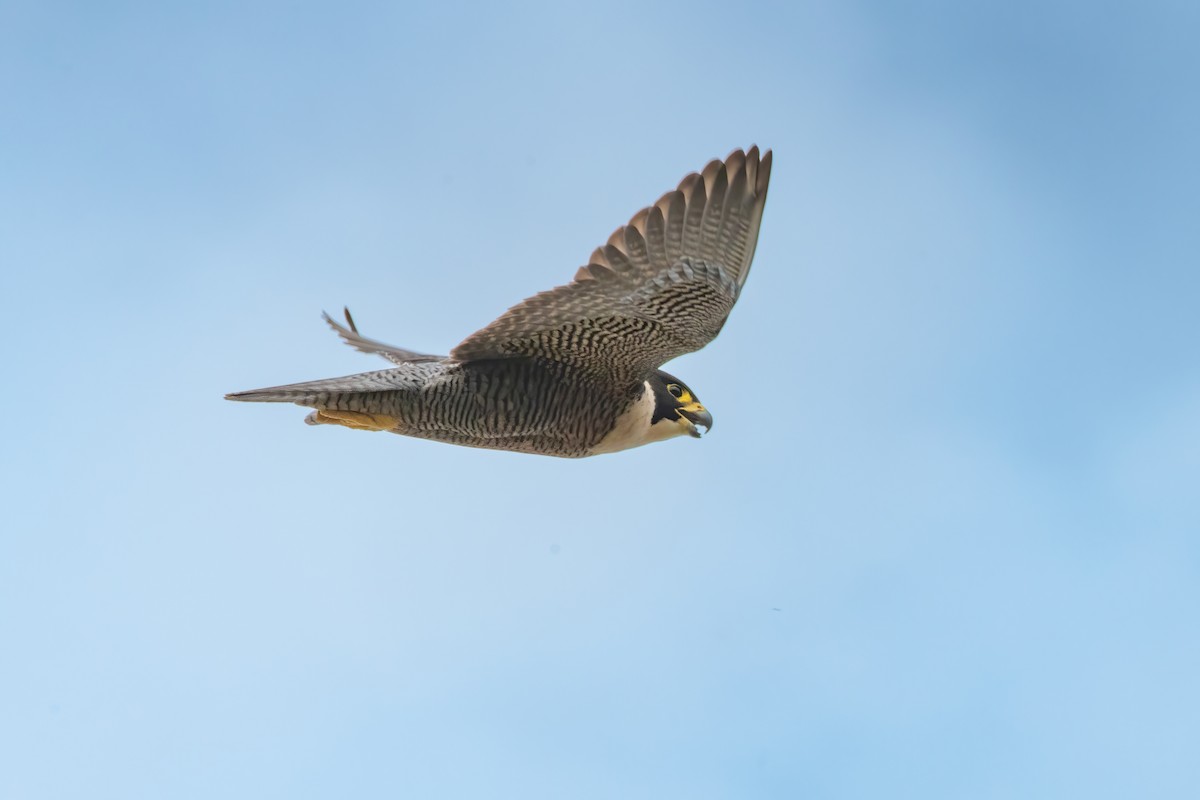 sokol stěhovavý - ML645633308