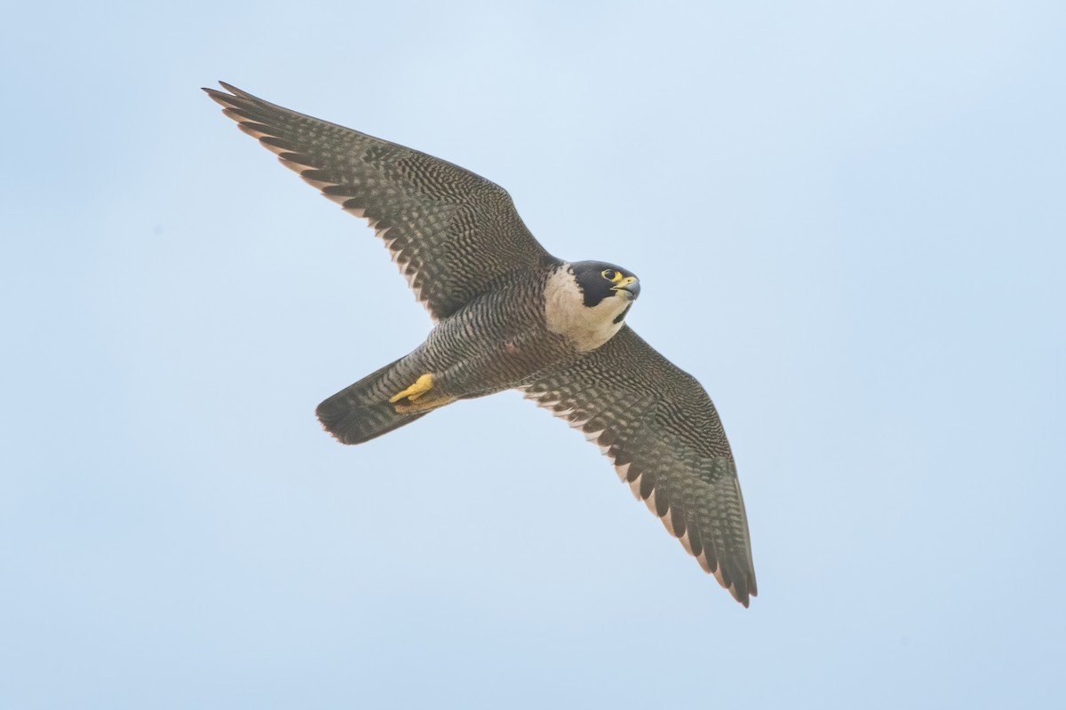 sokol stěhovavý - ML645633309