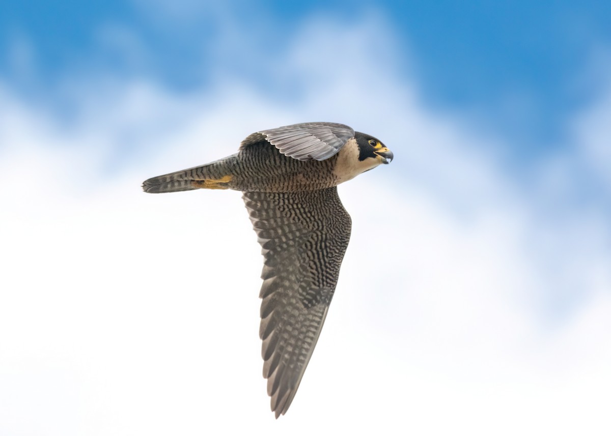 sokol stěhovavý - ML645633310