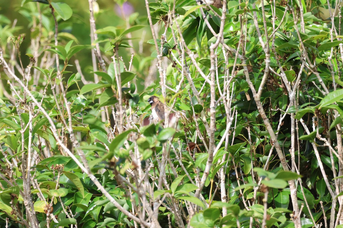 White-rumped Munia - ML645633318
