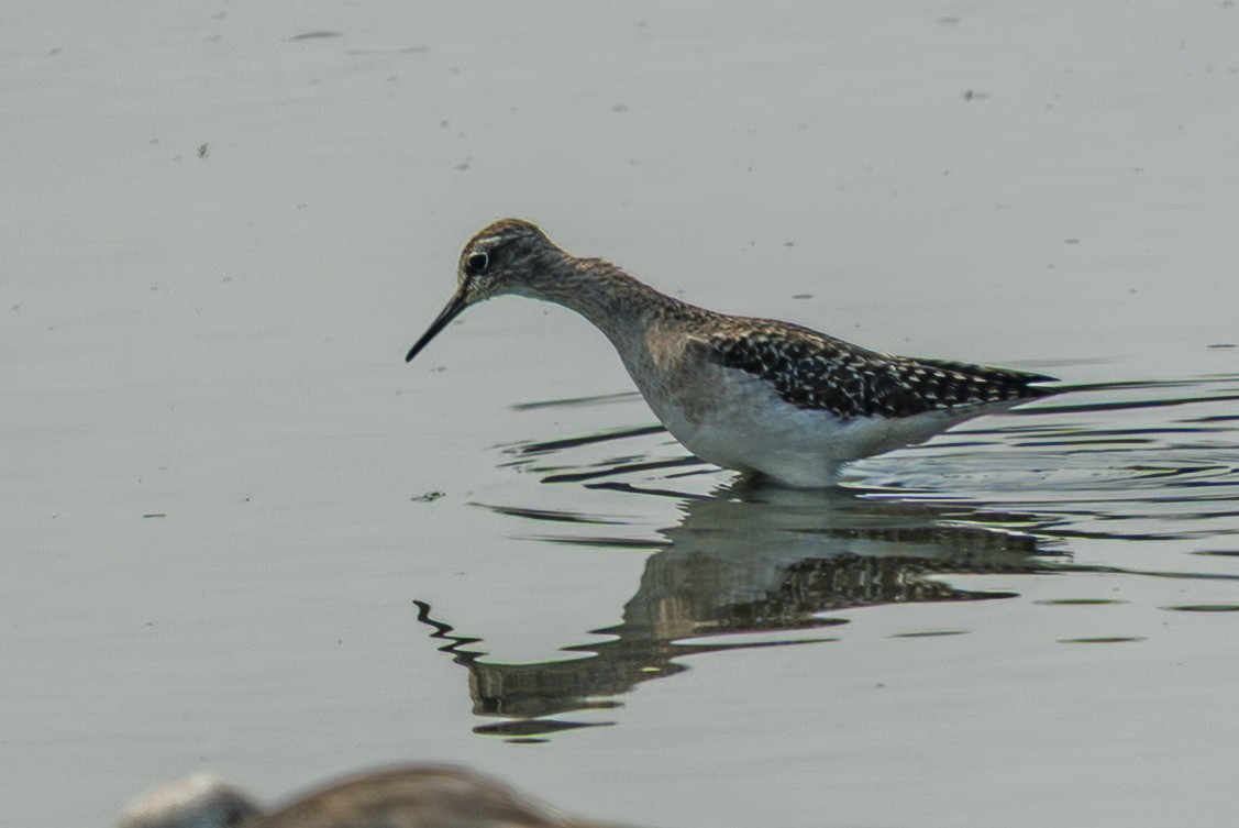 vodouš bahenní - ML645633348