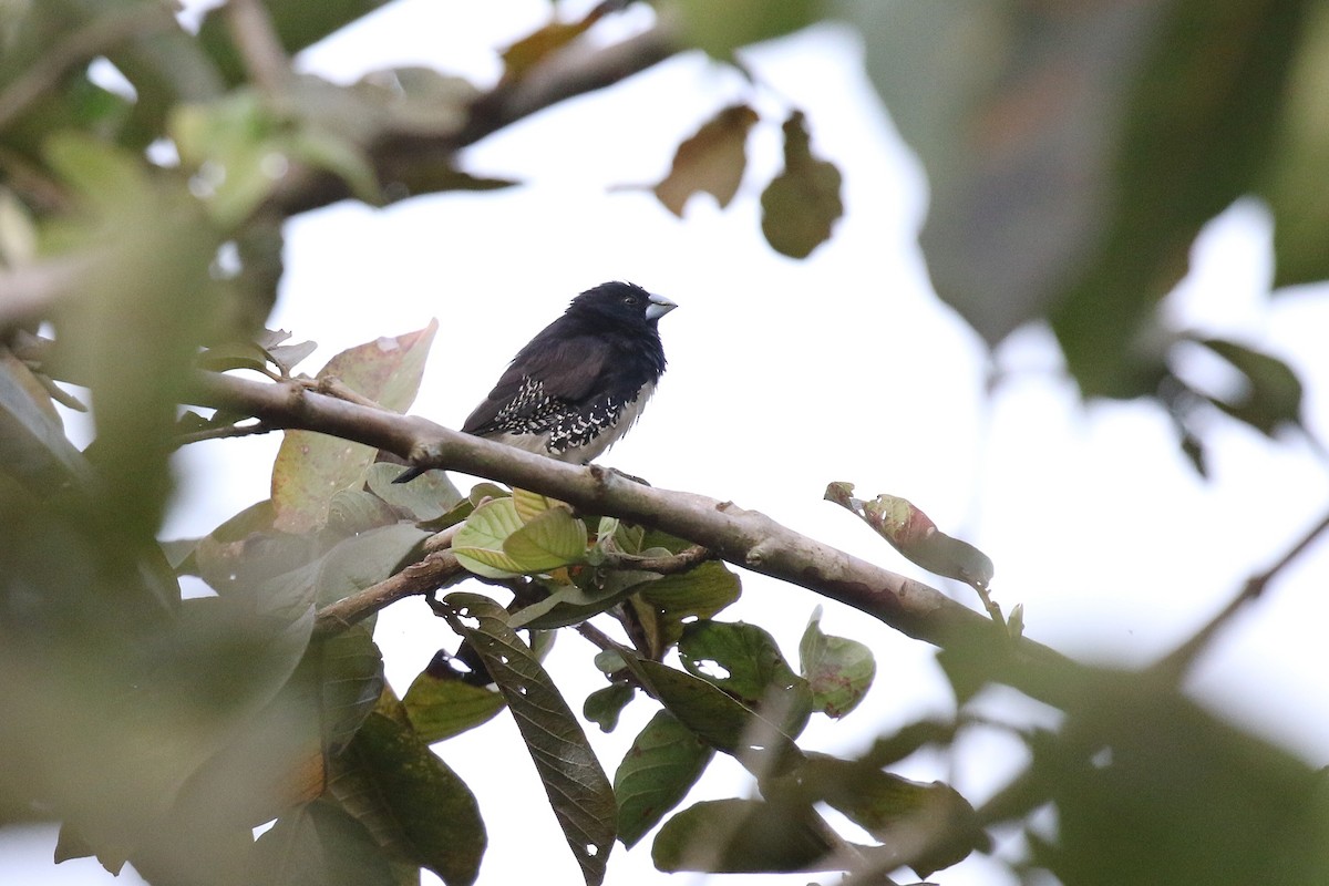 クロシチホウ - ML645633358