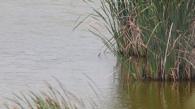 Blue-billed Duck - ML645633361