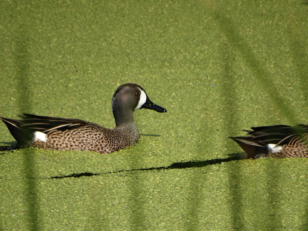 Cerceta Aliazul - ML645633372