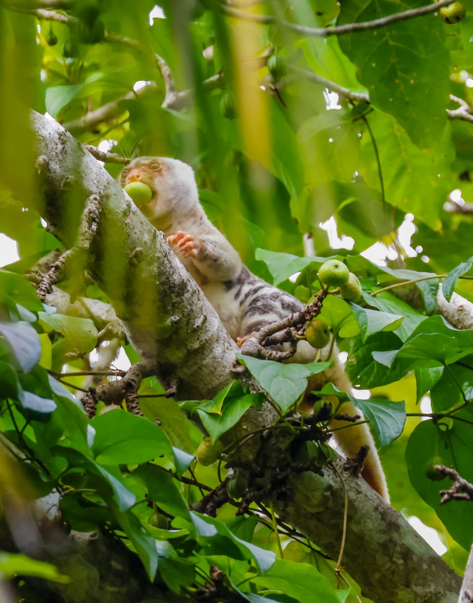 ブチクスクス - ML645633373