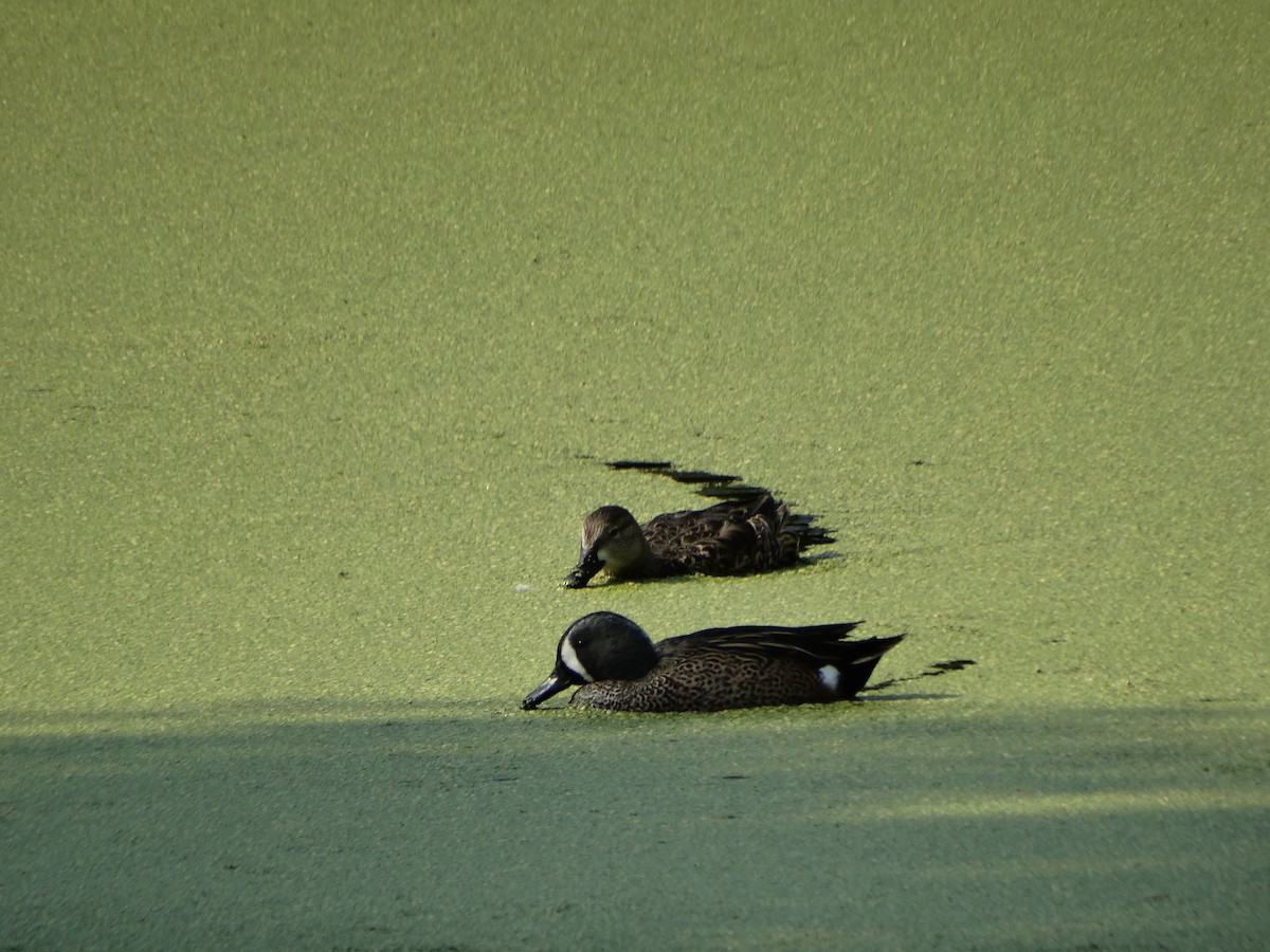 Cerceta Aliazul - ML645633409